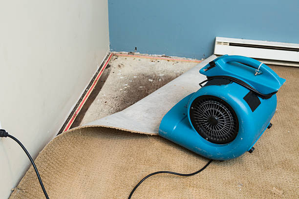 Best Mold removal after water damage  in Chandler, AZ